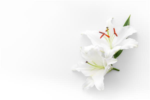 کارت تسلیت با گل های سفید زنبق نماد تشییع جنازه