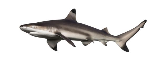نمای جانبی کوسه صخره سیاه Carcharhinus melanopterus جدا شده روی سفید
