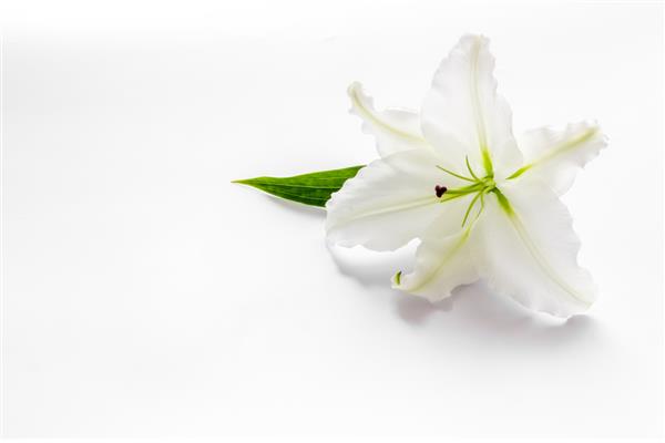 کارت تسلیت با گل های سفید زنبق نماد تشییع جنازه