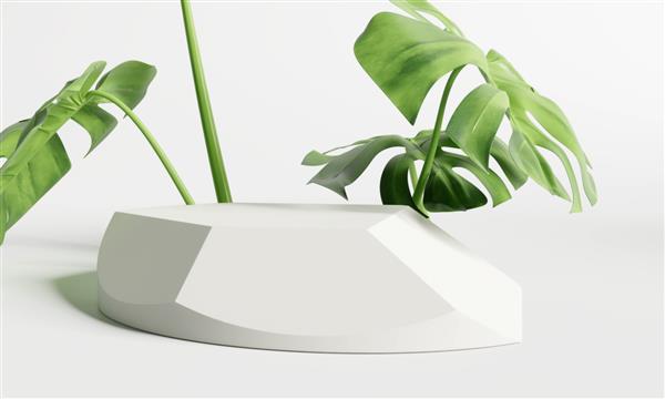 نمایش محصول انتزاعی سفید شکل چند ضلعی پودیوم با برگ‌های استوایی هیولا رندر سه بعدی
