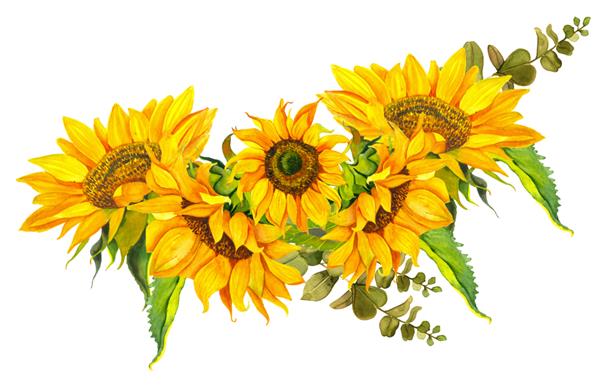 یک دسته گل آفتابگردان زرد که با روبان آبی آبرنگ در زمینه سفید گره خورده است نور خورشید گل خورشید برای طراحی لوازم التحریر منسوجات لباس بالش برچسب