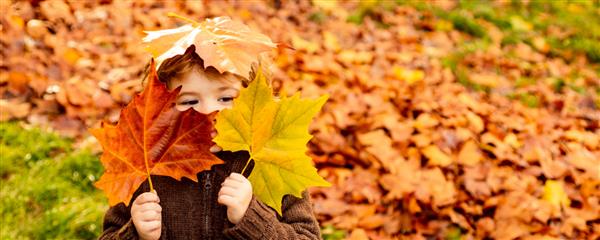 بچه ها در پارک پاییز بازی می کنند کودکانی که برگ های زرد پرتاب می کنند پسر بچه با برگ بلوط و افرا شاخ و برگ پاییزی تفریح خانوادگی در فضای باز در پاییز کودک نوپا یا پیش دبستانی در پاییز