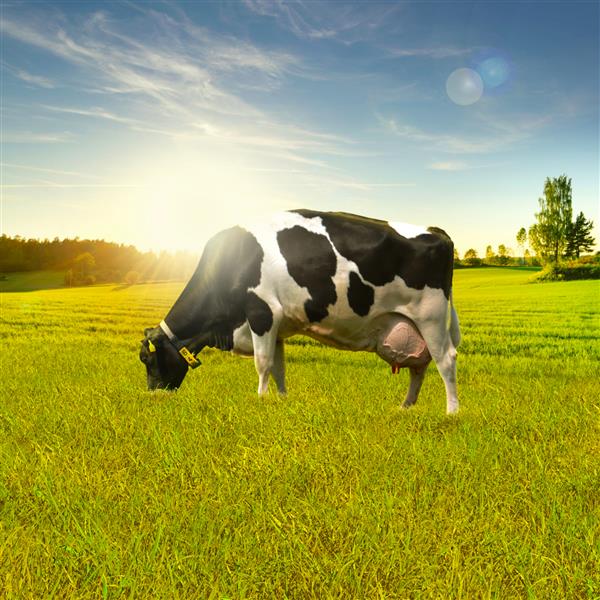 گاو علف خوار در منظره ای سبز