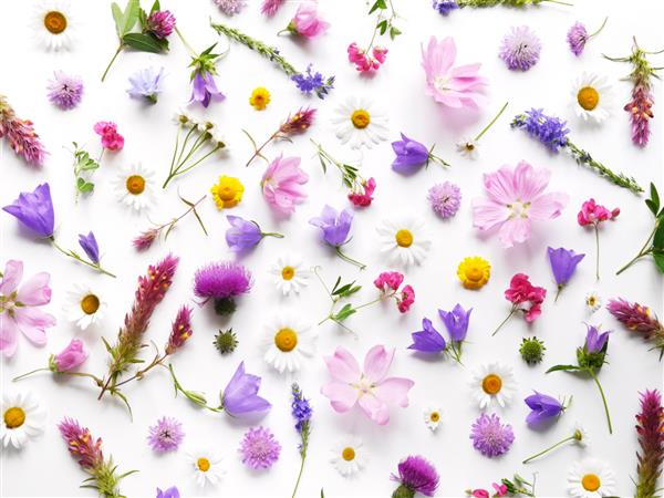 گلها به صورت مسطح دراز کردند الگوی گیاهان گل‌های وحشی جدا شده در پس‌زمینه سفید نمای بالا مفهوم تابستان بهار روز مادر 8 مارس