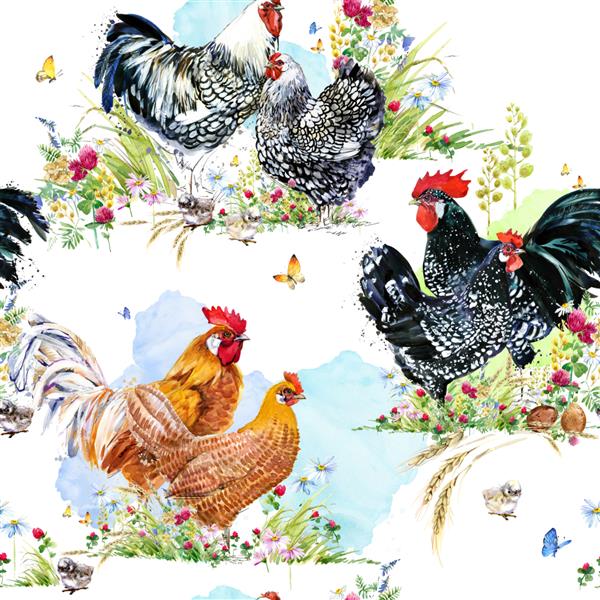 الگوی بدون درز خروس و مرغ تصویر آبرنگ پرندگان مزرعه خانگی