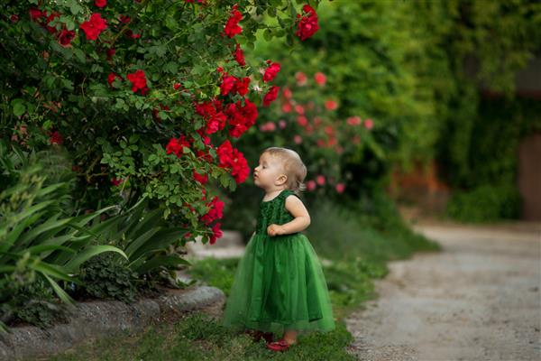 پرتره یک دختر بلوند زیبا با گل های رز وحشی بوته ای از رز قرمز دختر بچه ای نزدیک یک بوته رز ایستاده و گل ها را بو می کند دختری با لباس سبز در فضای باز در باغ در فضای باز