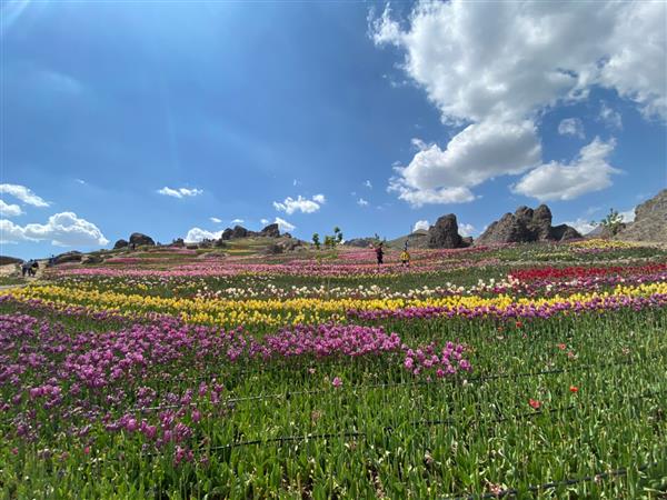 لاله های گل در دشت روستای کندور در 22 کیلومتری شهرستان کرج در غرب تهران یکی از جاذبه های گردشگری منطقه البرز است