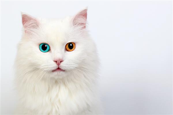 گربه سفید با چشم های رنگی مختلف هتروکرومی در گربه ها
