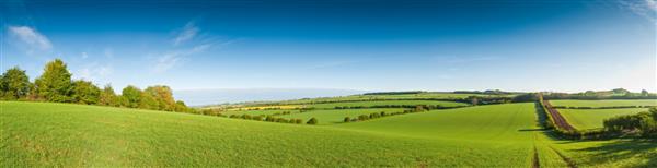 منظره روستایی ایده آل از زمین های کشاورزی زیبا و دام های سالم در محیط زیبای Cotswolds انگلستان انگلستان