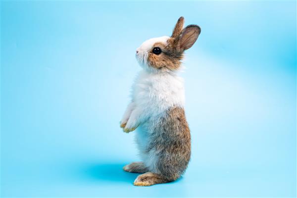 خرگوش خرگوش عید پاک شایان ستایش روی دو پا می ایستد به اطراف می دود و بو می کشد به اطراف نگاه می کند روی صفحه آبی