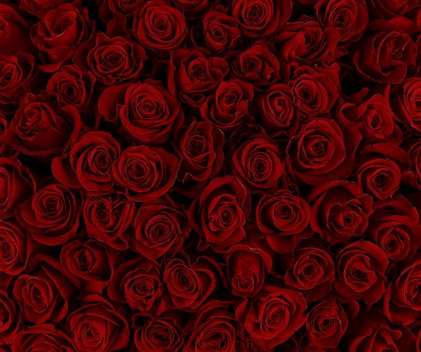 پس زمینه گل رز قرمز طبیعی رنگ تعطیلات هدیه به یک زن رنگ قرمز پررنگ