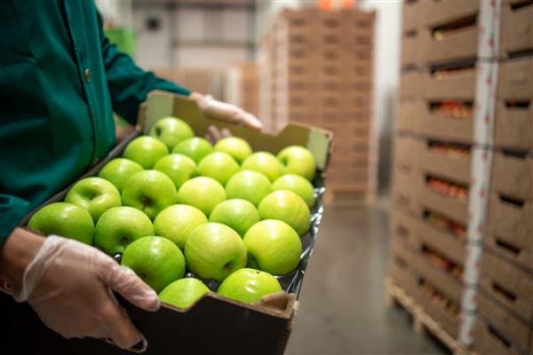 نمای نزدیک کارگر غیرقابل تشخیص که جعبه پر از سیب سبز در انبار کارخانه مواد غذایی ارگانیک در دست دارد