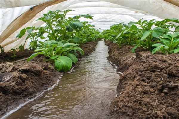 آب از طریق کانال ها به تونل گلخانه ای با مزارع بوته های سیب زمینی می ریزد صنعت کشاورزی سیستم آبیاری کشاورزی کشت محصولات در اوایل بهار با استفاده از گلخانه