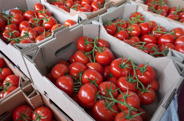 گوجه فرنگی رسیده در جعبه ارسال سبزیجات برای فروش یا صادرات