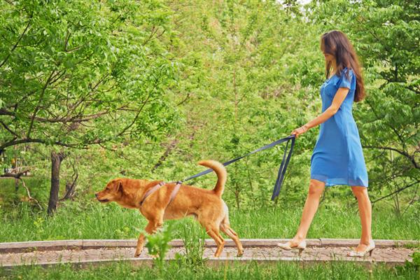 زن جوان زیبا با لباس در حال قدم زدن با سگ در پارک تابستانی است