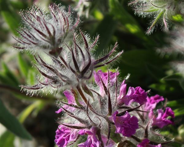 نمای نزدیک گیاه گلدار Stachys lavandulifolia