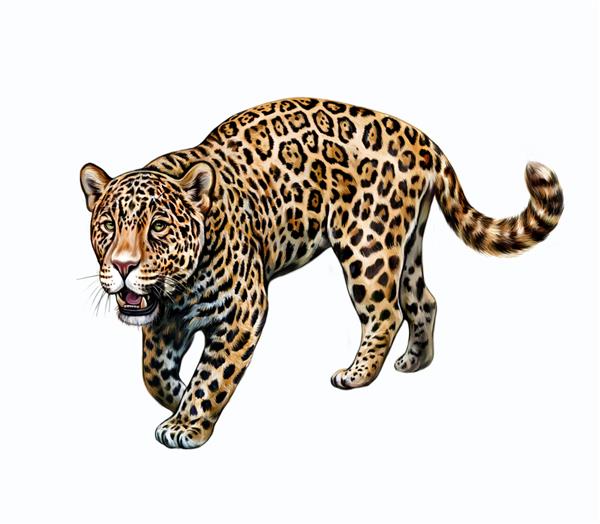 جگوار Panthera onca طراحی واقع گرایانه تصویر برای دایره المعارف حیوانات آمریکای مرکزی و جنوبی تصویر جدا شده در پس زمینه سفید