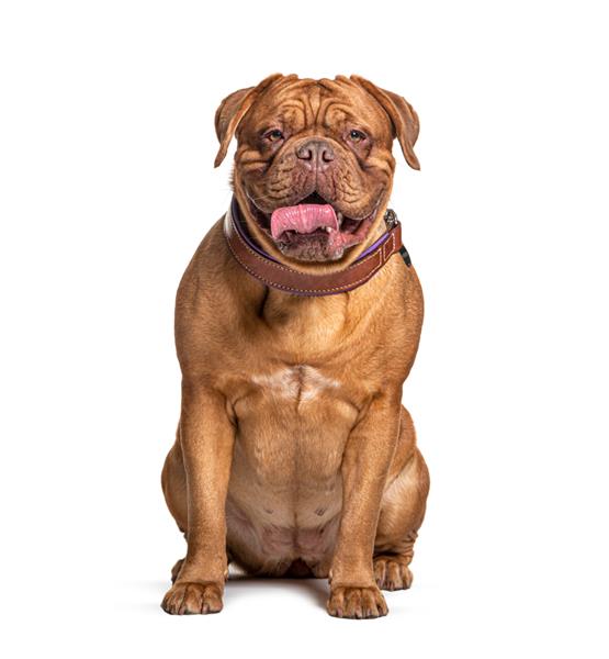 Dogue de Bordeaux با پوشیدن یک سگ قلاده قهوه ای که در جلو نشسته و منزوی شده است