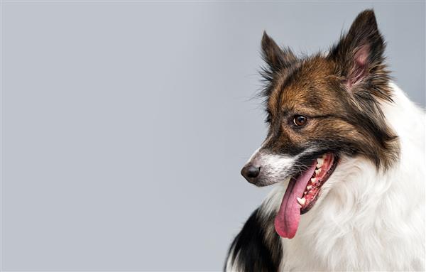 سگ زبان و دهان باز نشان می دهد