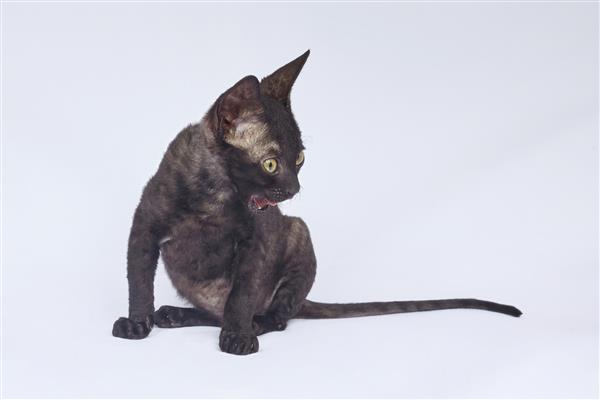 بچه گربه سیاه بازی از نژاد کورنیش رکس عکاسی روی پس زمینه سفید