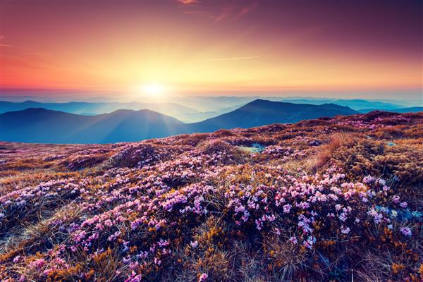 گل های رودودندرون صورتی جادویی در کوه تابستانی آسمان رنگارنگ کارپات اوکراین اروپا دنیای زیبایی
