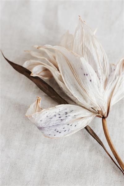 سوسن گل خشک از نزدیک در نمای بالا پس زمینه بافت کتان بژ کارت گل مینیمال پوستر داخلی