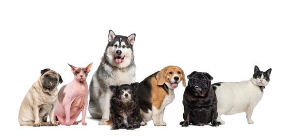 گروهی از حیوانات خانگی چاق چاق و پیر سگ و گربه در یک ردیف جدا شده روی سفید