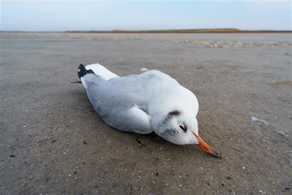 یک پرنده مرده روی ماسه یک مرغ دریایی