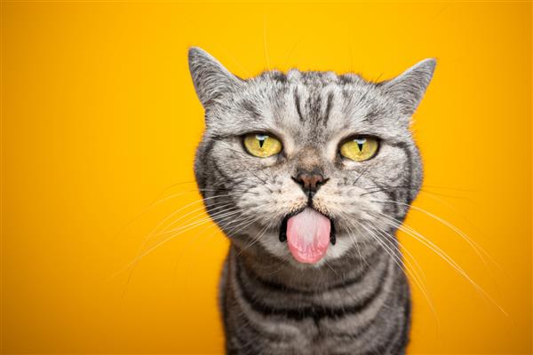 گربه مو کوتاه بریتانیایی بامزه نقره‌ای بامزه می‌سازد با زبان بیرون زده به دوربین در پس‌زمینه زرد با فضای کپی نگاه می‌کند