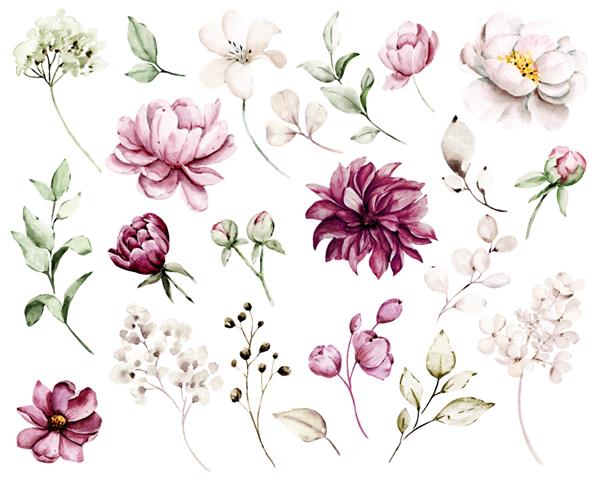 ست نقاشی گل های آبرنگ تصویر قدیمی گل با گل صد تومانی و برگ تزیین پوستر کارت تبریک تولد طراحی عروسی جدا شده در پس زمینه سفید