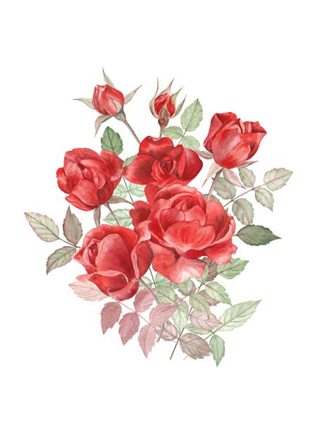 دسته گل رز قرمز کلاسیک با جوانه های رز و برگ تصویر آبرنگ در پس زمینه ایزوله سفید برای کارت های تبریک کارت های ولنتاین دکور عروسی لیوان برچسب و موارد دیگر