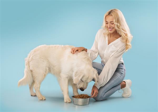 بانوی دوست‌داشتنی که سگ گلدن رتریور ناز خود را نوازش می‌کند و به او غذا می‌دهد روی پس‌زمینه آبی استودیو فضای کپی عکس می‌گیرد تغذیه حیوانات خانگی غذای سالم و مغذی برای سگ ها