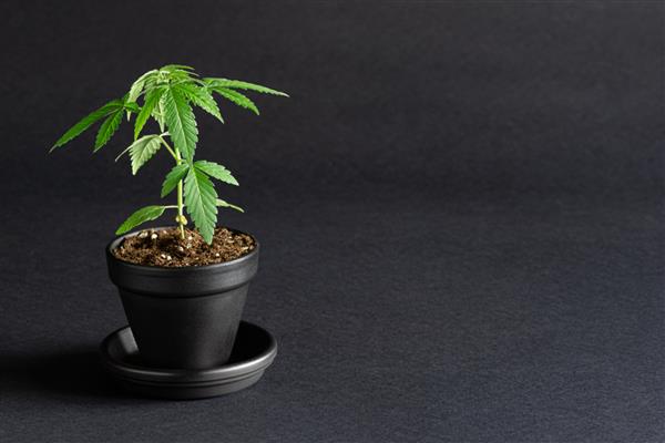 گیاه ماری جوانا پزشکی کوچک شاهدانه در مرحله رویشی در حال رشد در گلدان در زمینه سیاه