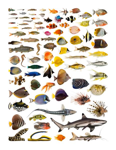 پوستر آموزشی تزیینی مجموعه ای از ماهی های متعدد آب دریا و آب شیرین در زمینه سفید