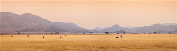 منظره آفریقایی در غروب آفتاب با شبح‌های کوه‌ها Antelopes Oryx در ساوانا گله یک اوریکس در علفزار در دره سسریم نامیبیا حیات وحش و سافاری در آفریقای جنوبی نمای پانوراما