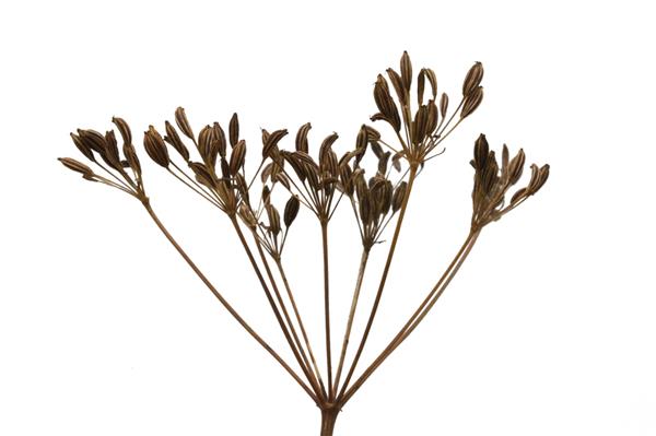 گیاه زیره سیاه Carum carvi و دانه ها گیاه تازه زیره سبز جدا شده روی سفید زیره آماده برای برداشت