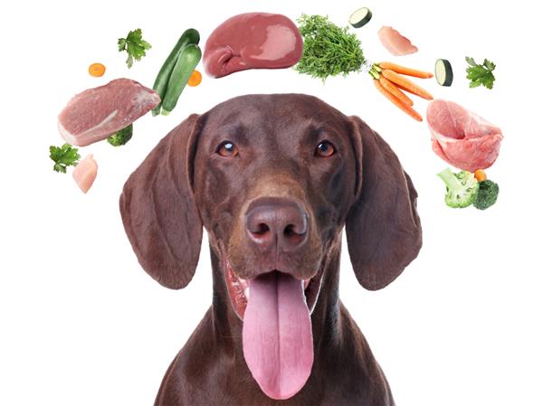 سگ ناز احاطه شده توسط محصولات تازه غنی از ویتامین در زمینه سفید رژیم غذایی سالم برای حیوان خانگی