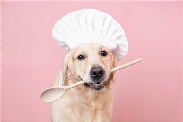 سگی با کلاه سرآشپز و با کفگیر در دهان روی زمینه صورتی گلدن رتریور در لباس سرآشپز برای رستوران کافه یا بنر