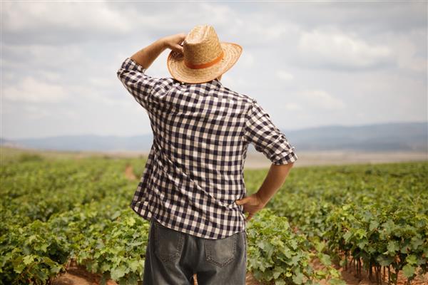 عکس نمای عقب از یک کشاورز که به مزرعه ای با گیاهان انگور نگاه می کند