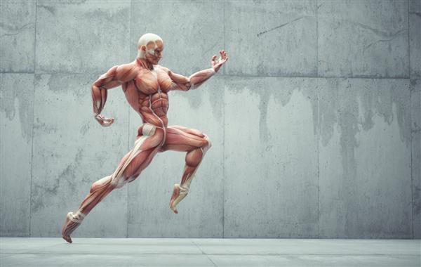 ژست گرفتن سیستم عضلانی مرد در پس زمینه مفهوم تناسب اندام و سبک زندگی سالم این یک تصویر رندر سه بعدی است
