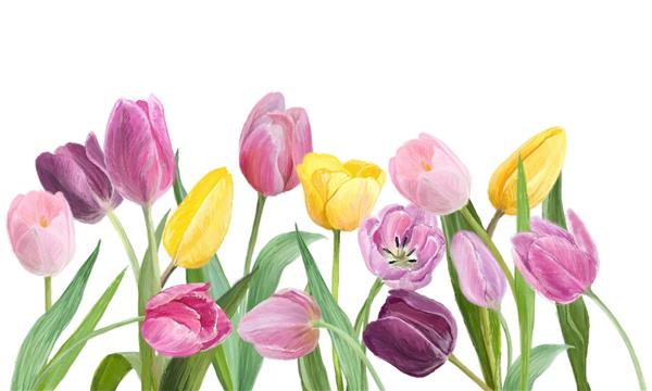 حاشیه لاله رنگارنگ عنصر طراحی گل برای تزئین یا کارت تبریک