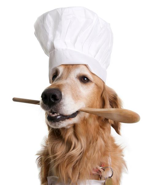 سگ گلدن رتریور با کلاه سرآشپز و نگه داشتن یک کفگیر در دهانش روی زمینه سفید