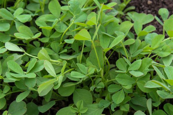 گیاه شنبلیله در مزرعه شنبلیله سبز شنبلیله گیاهی یکساله از خانواده Fabaceae است و دارای برگ‌هایی است که از سه برگچه کوچک بیضی شکل تا مستطیل تشکیل شده است
