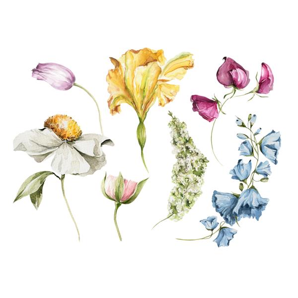 ست گل آبرنگ تصویر نقاشی شده با دست از سبزی مزرعه برگ گل های وحشی شکوفه برگ های سبز جدا شده در پس زمینه سفید تصویر گیاه شناسی برای طراحی چاپ یا پس زمینه