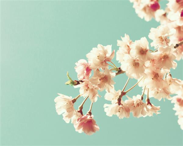 شکوفه های گیلاس روی نعنا