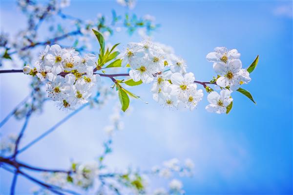 پس زمینه بهار گل شاخه درخت گیلاس با گل های شکوفه استایل اینستاگرام