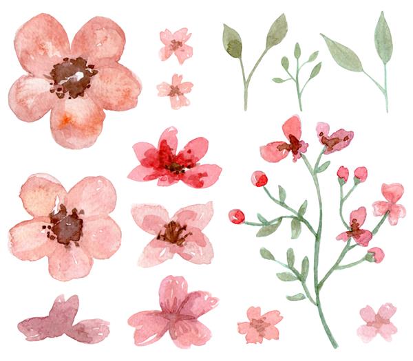 مجموعه طراحی و نقاشی سنتی گل و برگ با آبرنگ در زمینه سفید