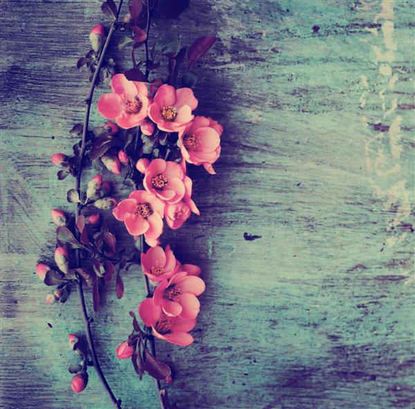 گل های زیبا روی میز چوبی گرانج