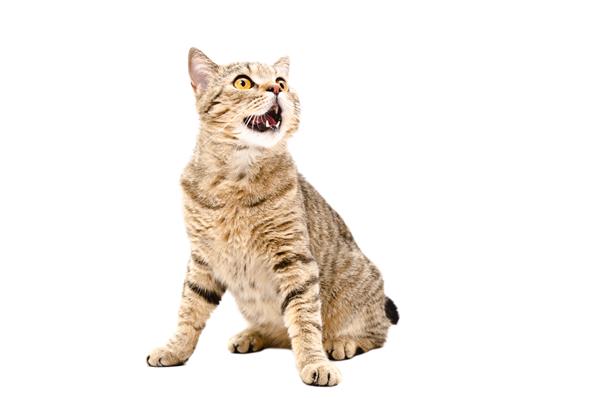 پرتره گربه اسکاتلندی استرایت که با دهان باز نشسته به بالا نگاه می کند جدا شده روی پس زمینه سفید