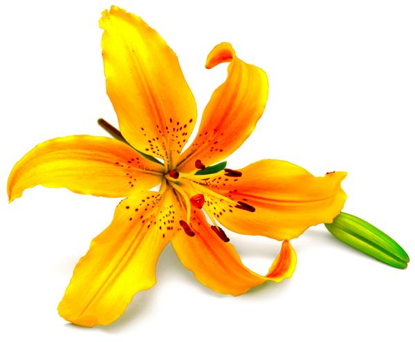 گل زنبق زرد با جوانه های جدا شده در پس زمینه سفید گل ها شبیه ستاره دریایی هستند
